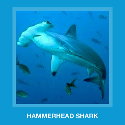  Hammerhead Shark 