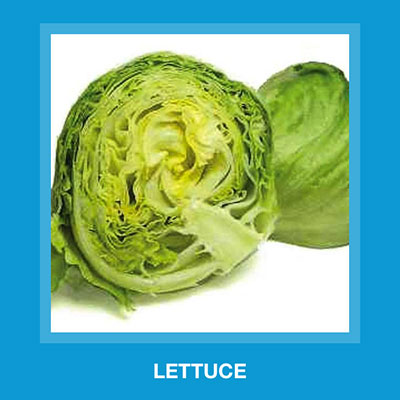  Lettuce 